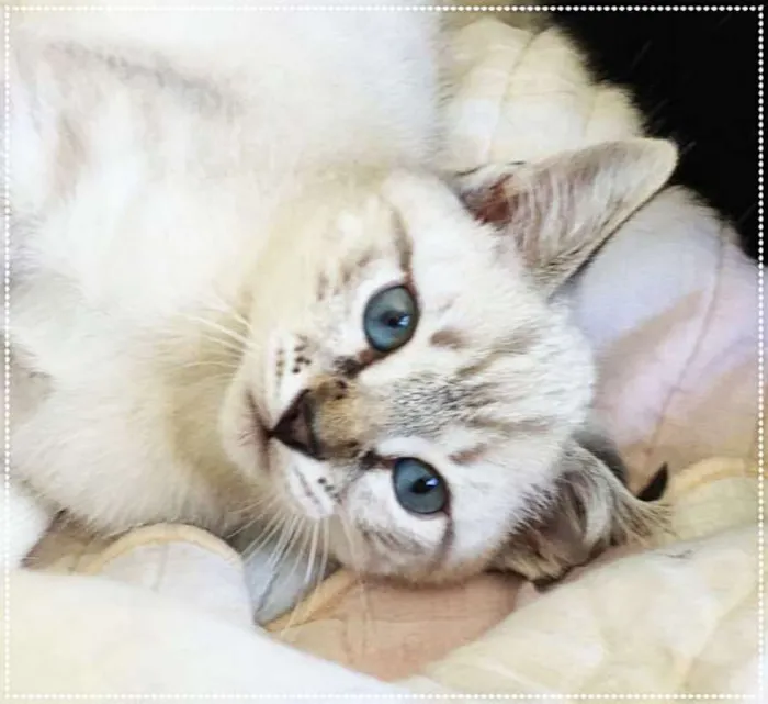 Gato ra a srd idade 2 anos nome Violet e cia