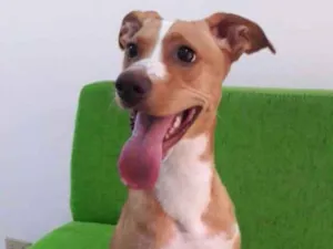 Cachorro raça Srd idade 7 a 11 meses nome Mel