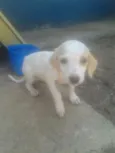 Variados zona leste