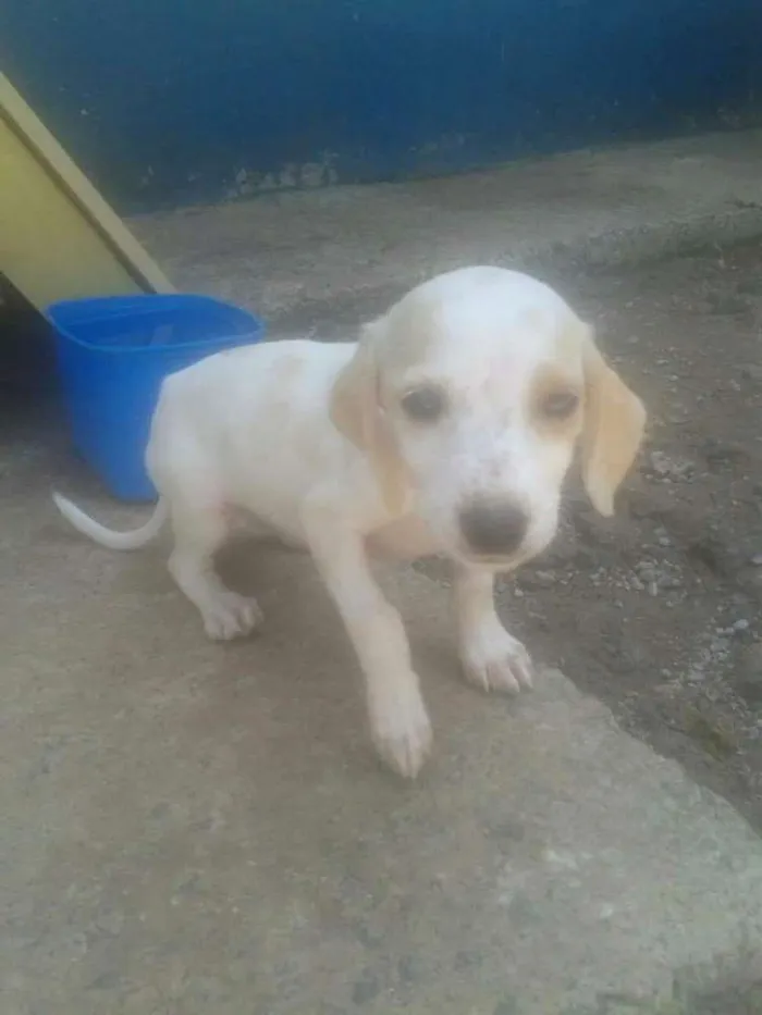 Cachorro ra a SRD idade 2 a 6 meses nome Variados zona leste