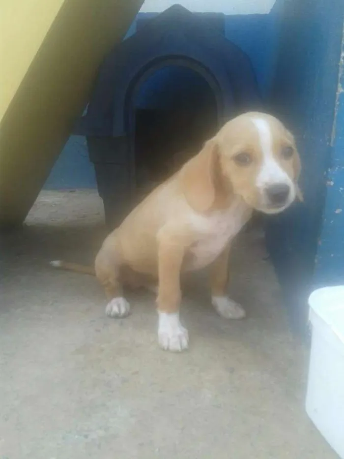 Cachorro ra a SRD idade 2 a 6 meses nome Variados zona leste