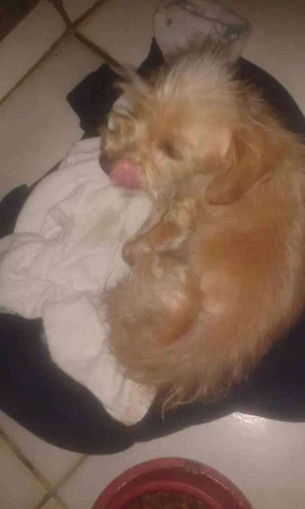 Cachorro ra a SRD idade 2 a 6 meses nome Variados zona leste
