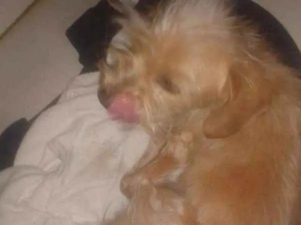 Cachorro ra a SRD idade 2 a 6 meses nome Variados zona leste