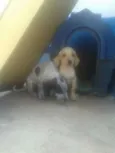 Variados zona leste