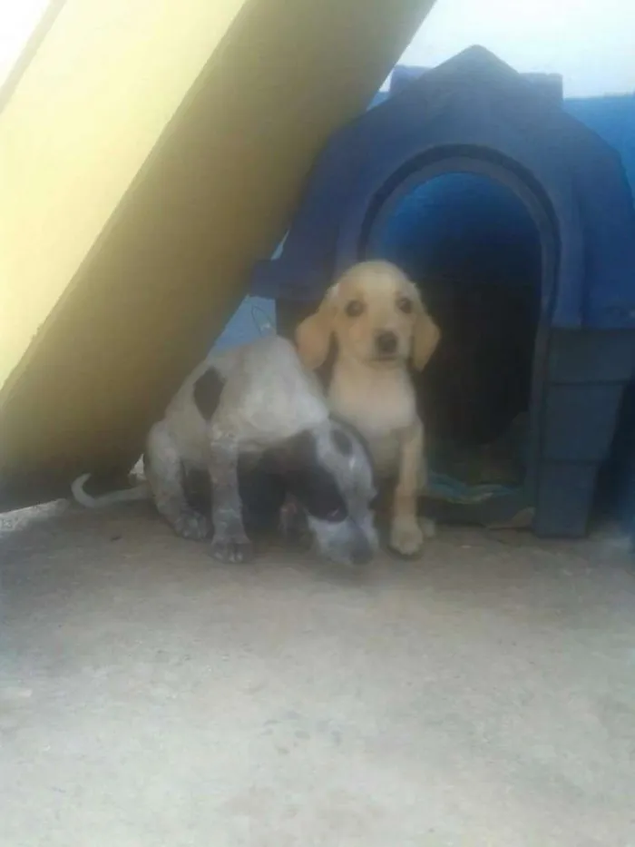 Cachorro ra a SRD idade 2 a 6 meses nome Variados zona leste