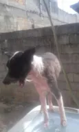 Variados zona leste