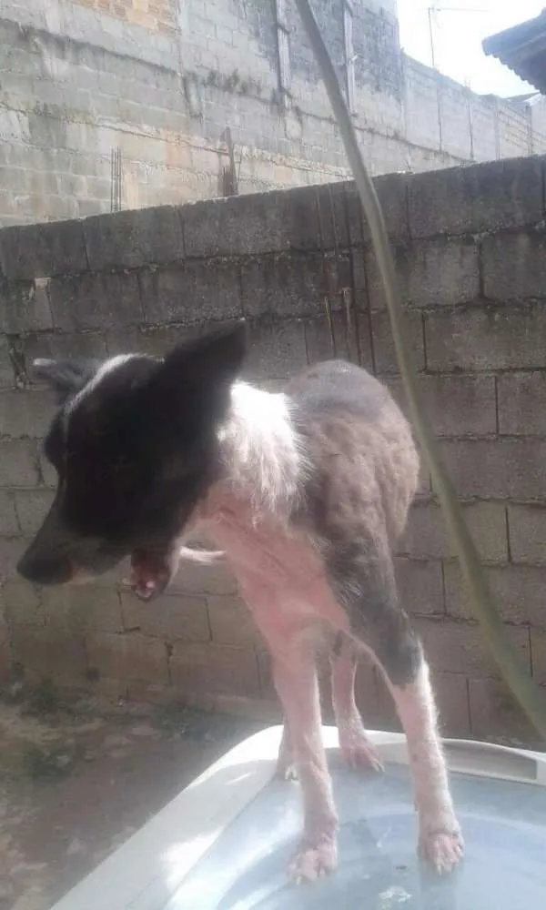 Cachorro ra a SRD idade 2 a 6 meses nome Variados zona leste