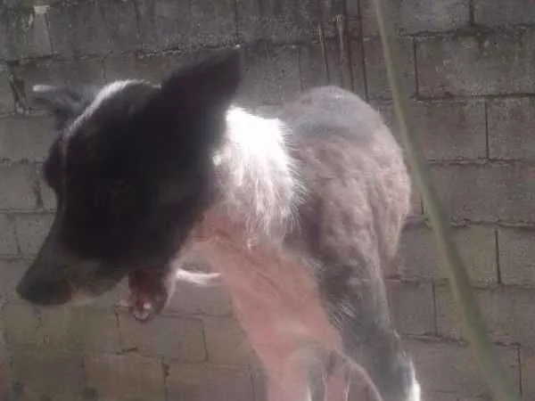 Cachorro ra a SRD idade 2 a 6 meses nome Variados zona leste