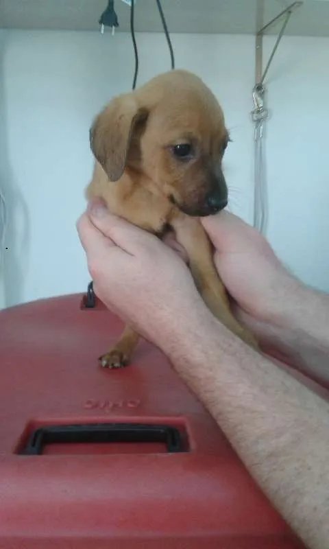 Cachorro ra a Srd idade Abaixo de 2 meses nome Fubá
