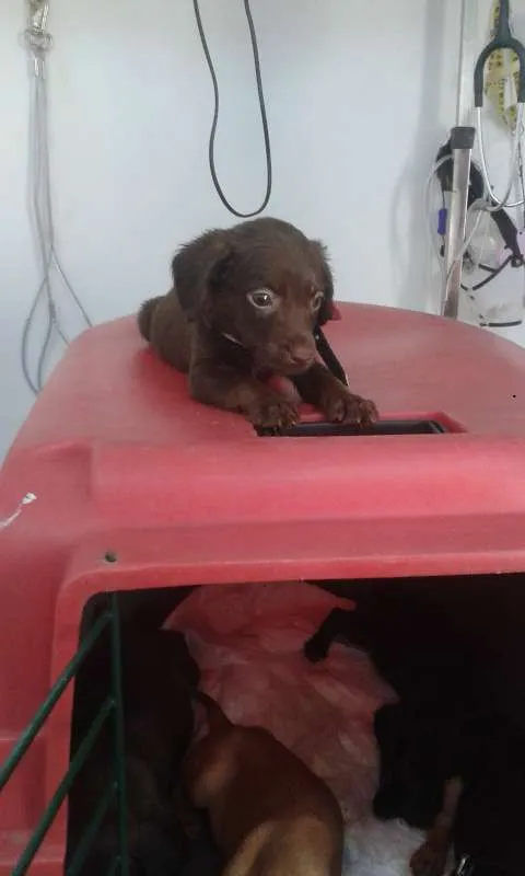 Cachorro ra a Srd idade Abaixo de 2 meses nome Cajuzinho