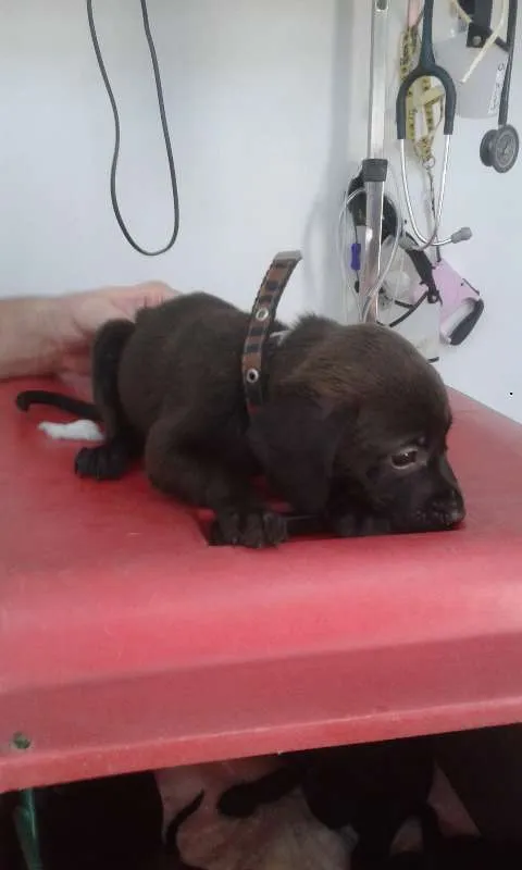 Cachorro ra a SRD idade Abaixo de 2 meses nome Feijão