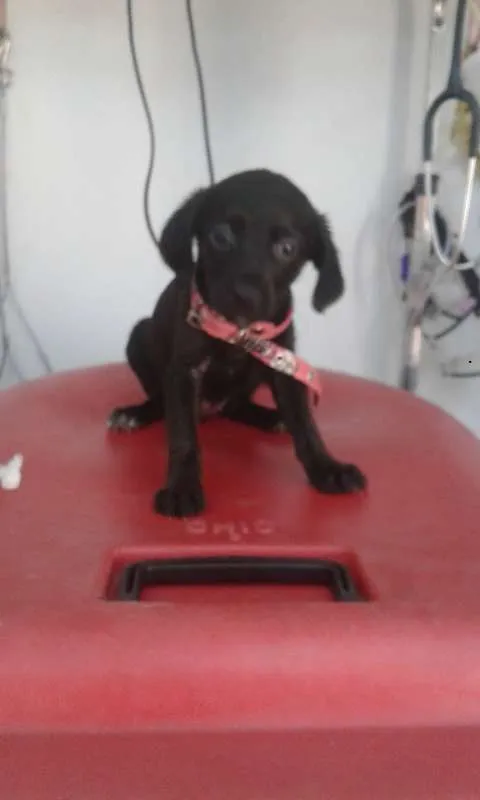 Cachorro ra a SRD idade Abaixo de 2 meses nome Quindim