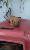 Polenta