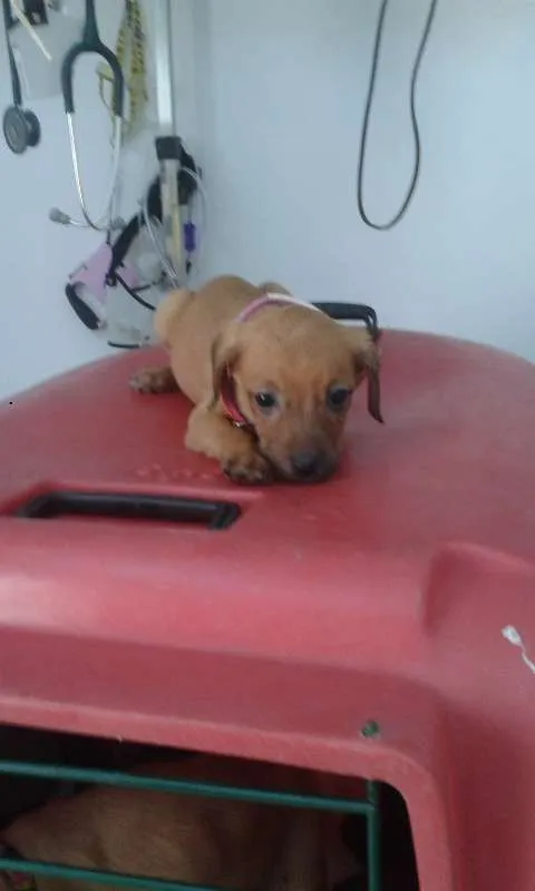 Cachorro ra a srd idade Abaixo de 2 meses nome Polenta