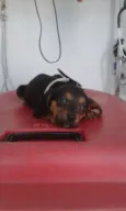 Docinho
