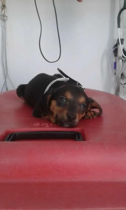 Cachorro ra a srd idade Abaixo de 2 meses nome Docinho