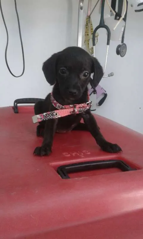 Cachorro ra a srd idade Abaixo de 2 meses nome Farofa
