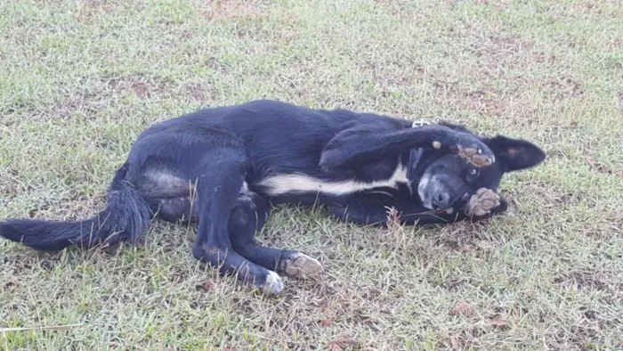 Cachorro ra a SRD idade 3 anos nome Barney