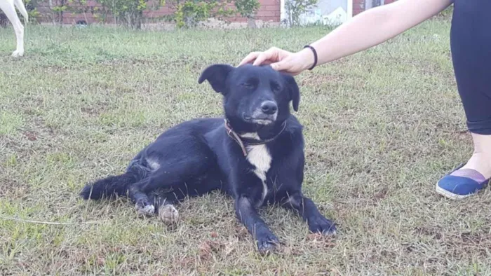 Cachorro ra a SRD idade 3 anos nome Barney