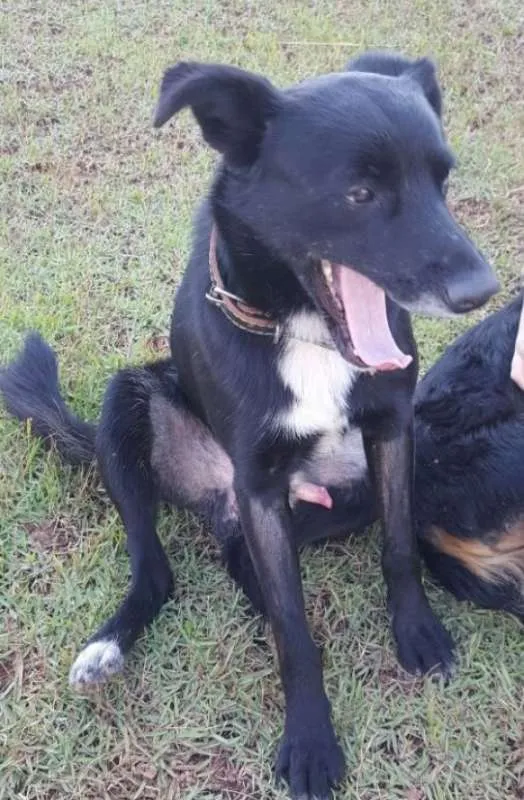 Cachorro ra a SRD idade 3 anos nome Barney