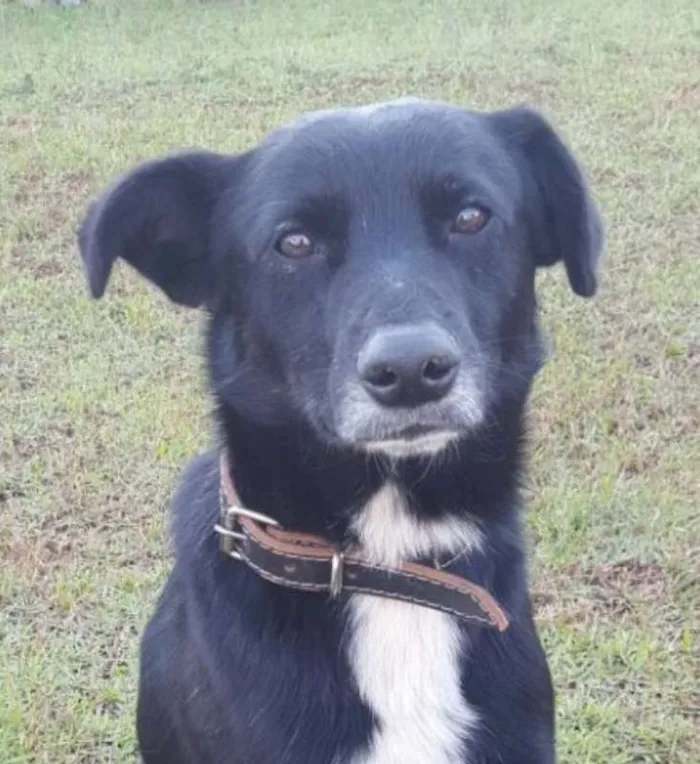 Cachorro ra a SRD idade 3 anos nome Barney
