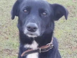 Cachorro raça SRD idade 3 anos nome Barney
