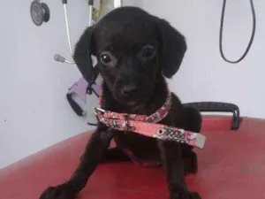 Cachorro raça srd idade Abaixo de 2 meses nome Farofa