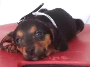 Cachorro raça srd idade Abaixo de 2 meses nome Docinho