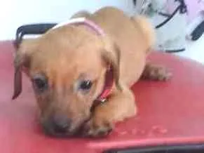 Cachorro raça srd idade Abaixo de 2 meses nome Polenta