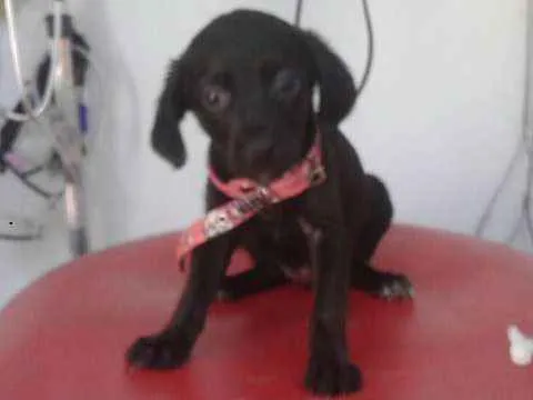Cachorro ra a SRD idade Abaixo de 2 meses nome Quindim