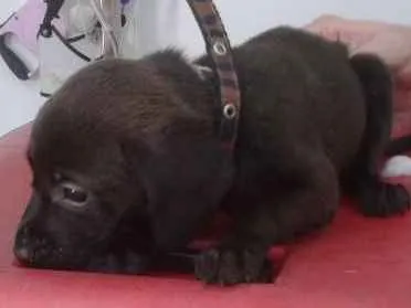 Cachorro ra a SRD idade Abaixo de 2 meses nome Feijão