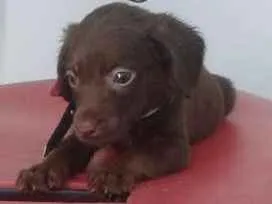 Cachorro raça Srd idade Abaixo de 2 meses nome Cajuzinho