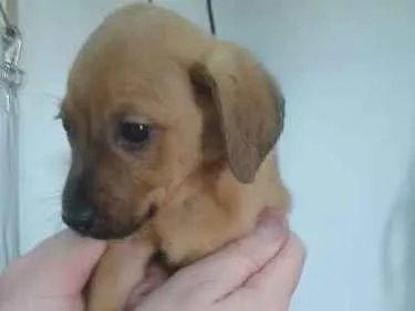 Cachorro ra a Srd idade Abaixo de 2 meses nome Fubá
