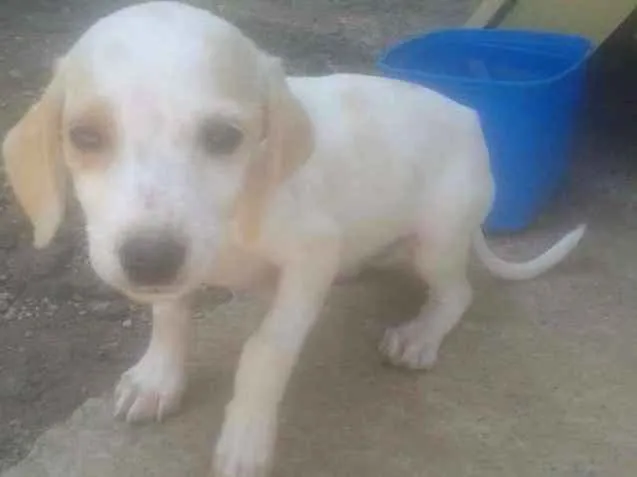 Cachorro ra a SRD idade 2 a 6 meses nome Variados zona leste