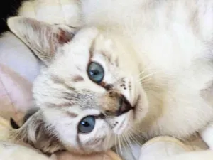 Gato raça srd idade 2 anos nome Violet e cia