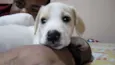 Dobby
