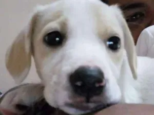 Cachorro raça Vira lata idade Abaixo de 2 meses nome Dobby