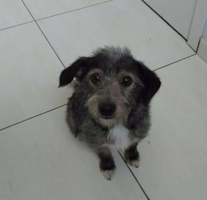 Cachorro ra a SRD idade 7 a 11 meses nome Lindinha