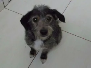 Cachorro raça SRD idade 7 a 11 meses nome Lindinha