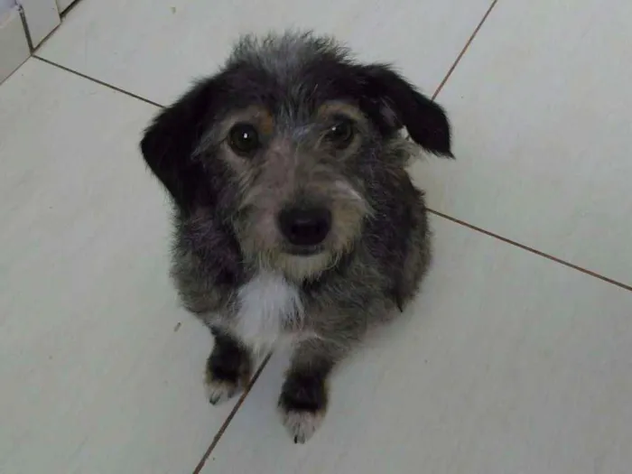 Cachorro ra a SRD idade 7 a 11 meses nome Lindinha