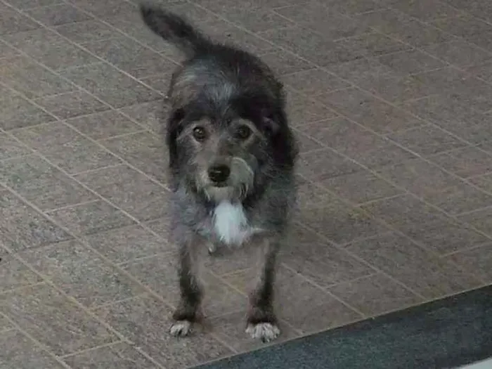 Cachorro ra a SRD idade 7 a 11 meses nome Lindinha