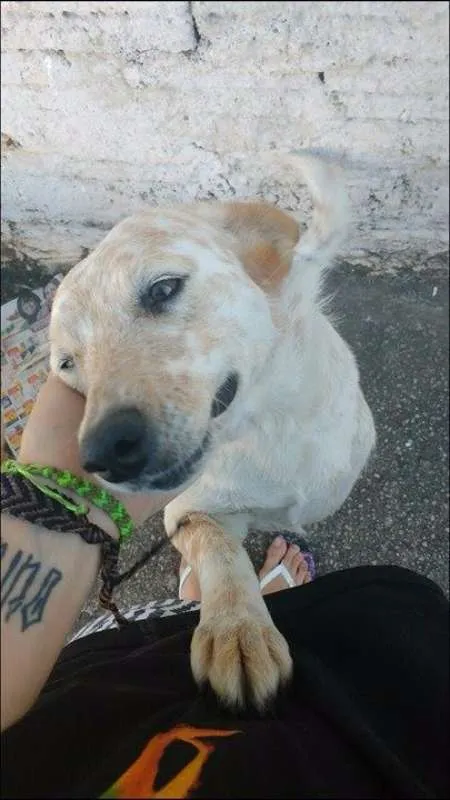 Cachorro ra a Red Heeler idade 5 anos nome Luna