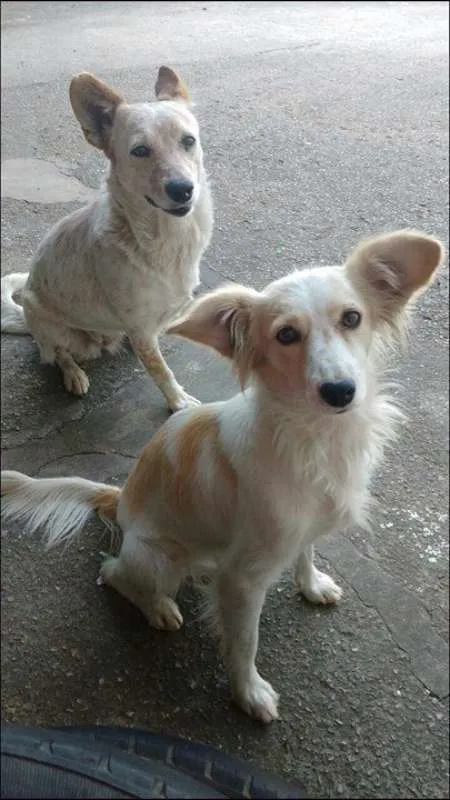 Cachorro ra a Red Heeler idade 5 anos nome Luna