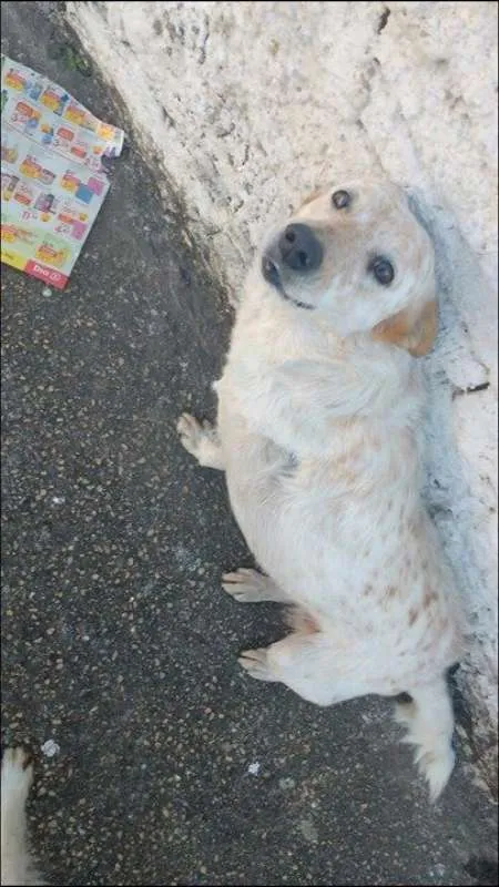 Cachorro ra a Red Heeler idade 5 anos nome Luna