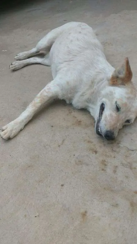 Cachorro ra a Red Heeler idade 5 anos nome Luna