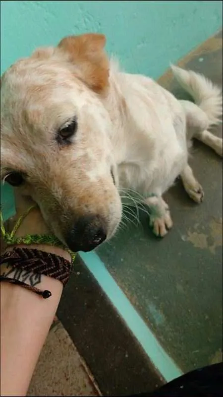 Cachorro ra a Red Heeler idade 5 anos nome Luna