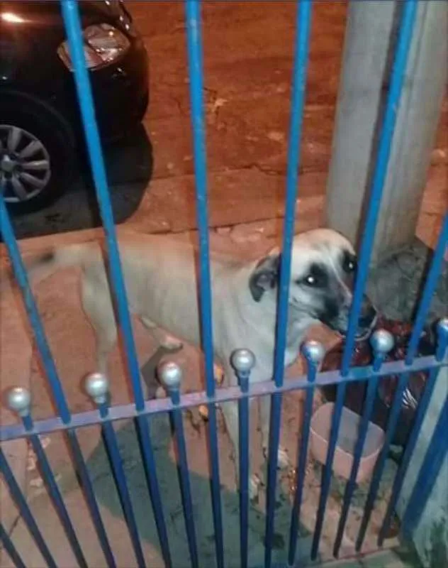 Cachorro ra a  idade 2 anos nome Pac