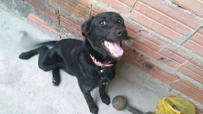 Cachorro ra a Viralata idade 7 a 11 meses nome Mel