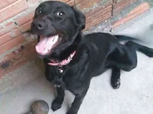 Cachorro raça Viralata idade 7 a 11 meses nome Mel