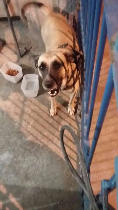 Cachorro ra a  idade 2 anos nome Pac